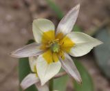 Tulipa bifloriformis. Цветок. Украина, г. Запорожье, клумба. 17.04.2018.