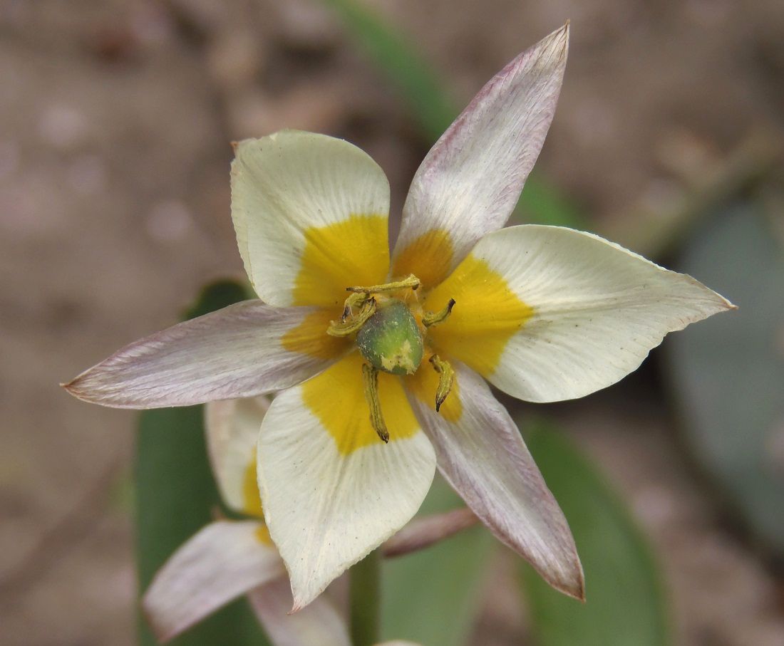 Image of Tulipa bifloriformis specimen.