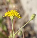 genus Crepis