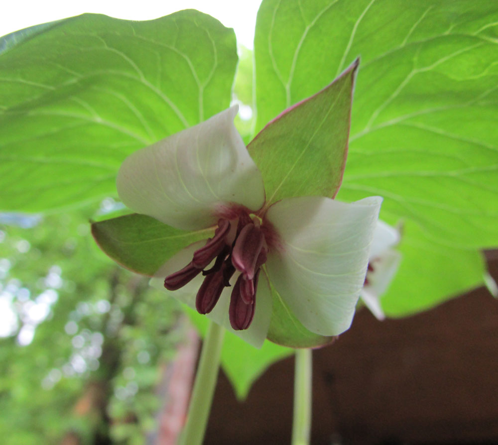 Image of Trillium rugelii specimen.