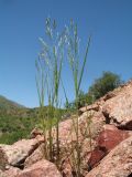 Eremopoa songarica