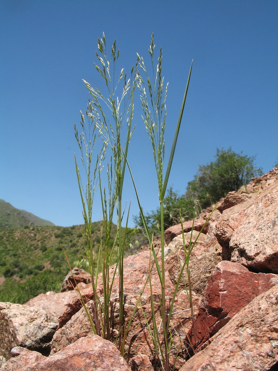Image of Eremopoa songarica specimen.