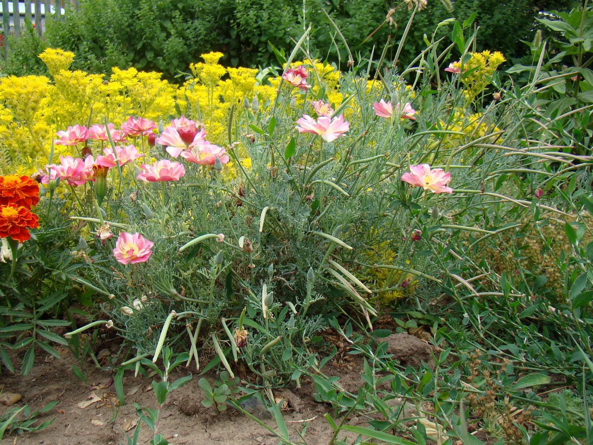 Image of Eschscholzia californica specimen.