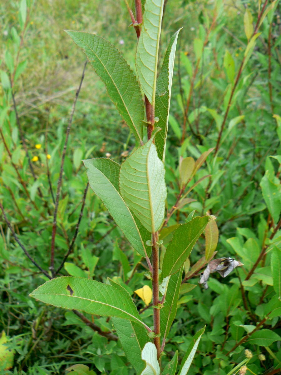 Image of Salix myrsinifolia specimen.