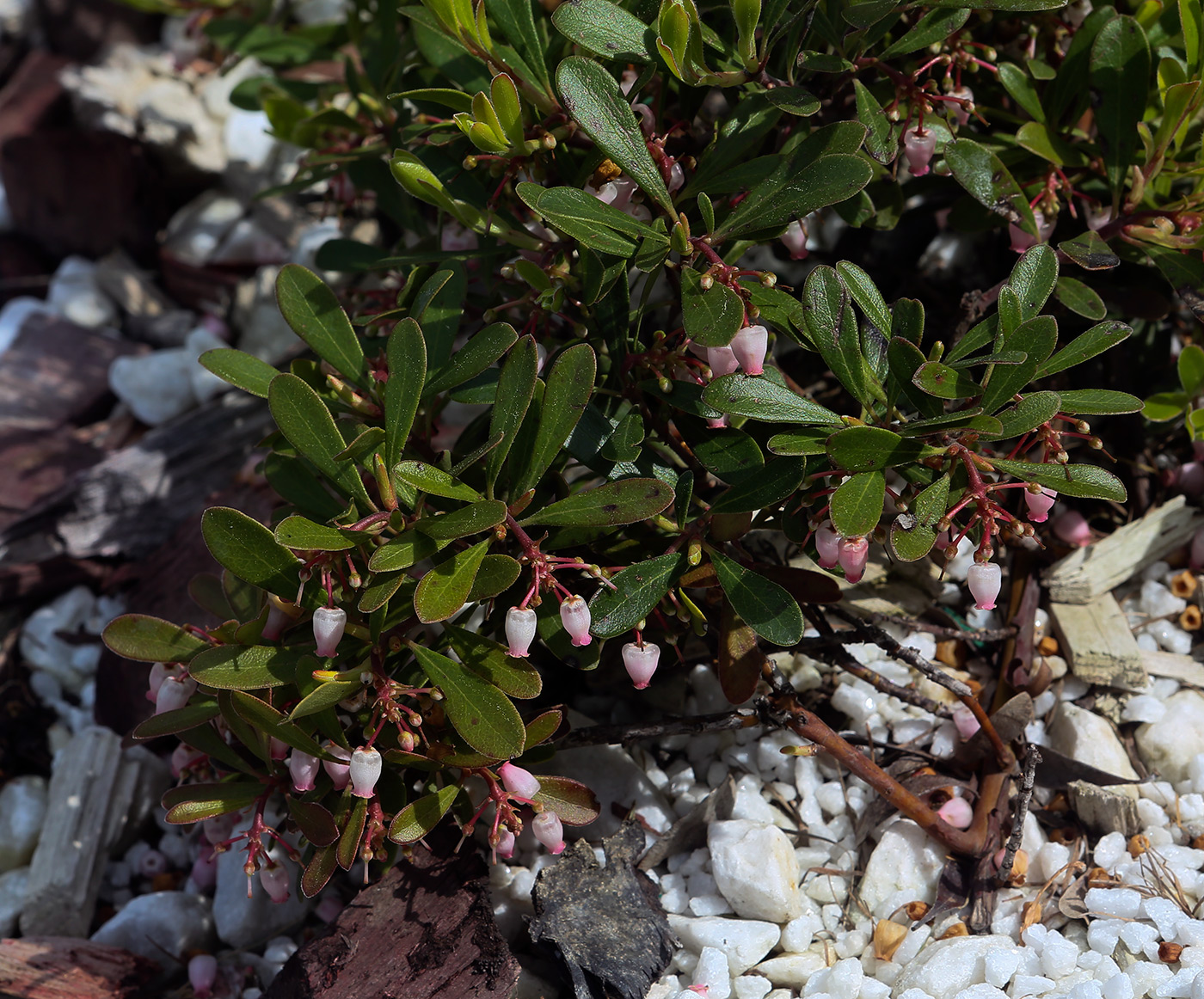 Изображение особи Arctostaphylos uva-ursi.