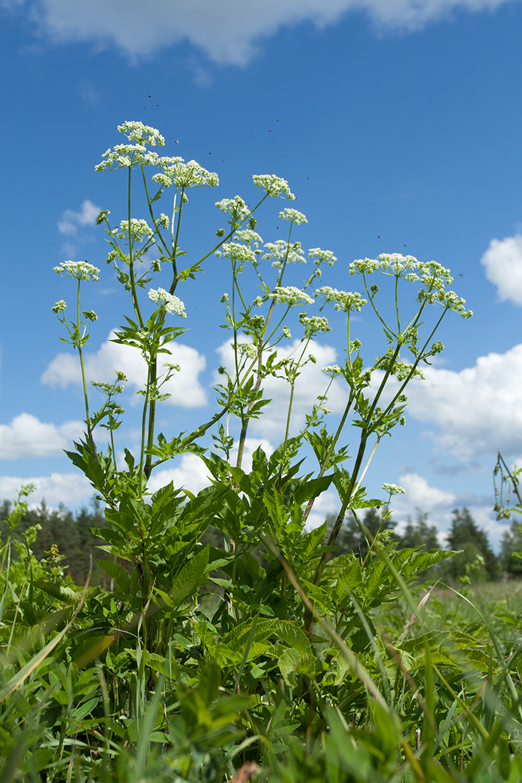 Image of Chaerophyllum aromaticum specimen.