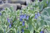 Mertensia maritima