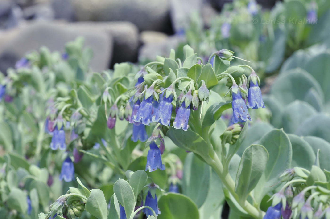 Изображение особи Mertensia maritima.