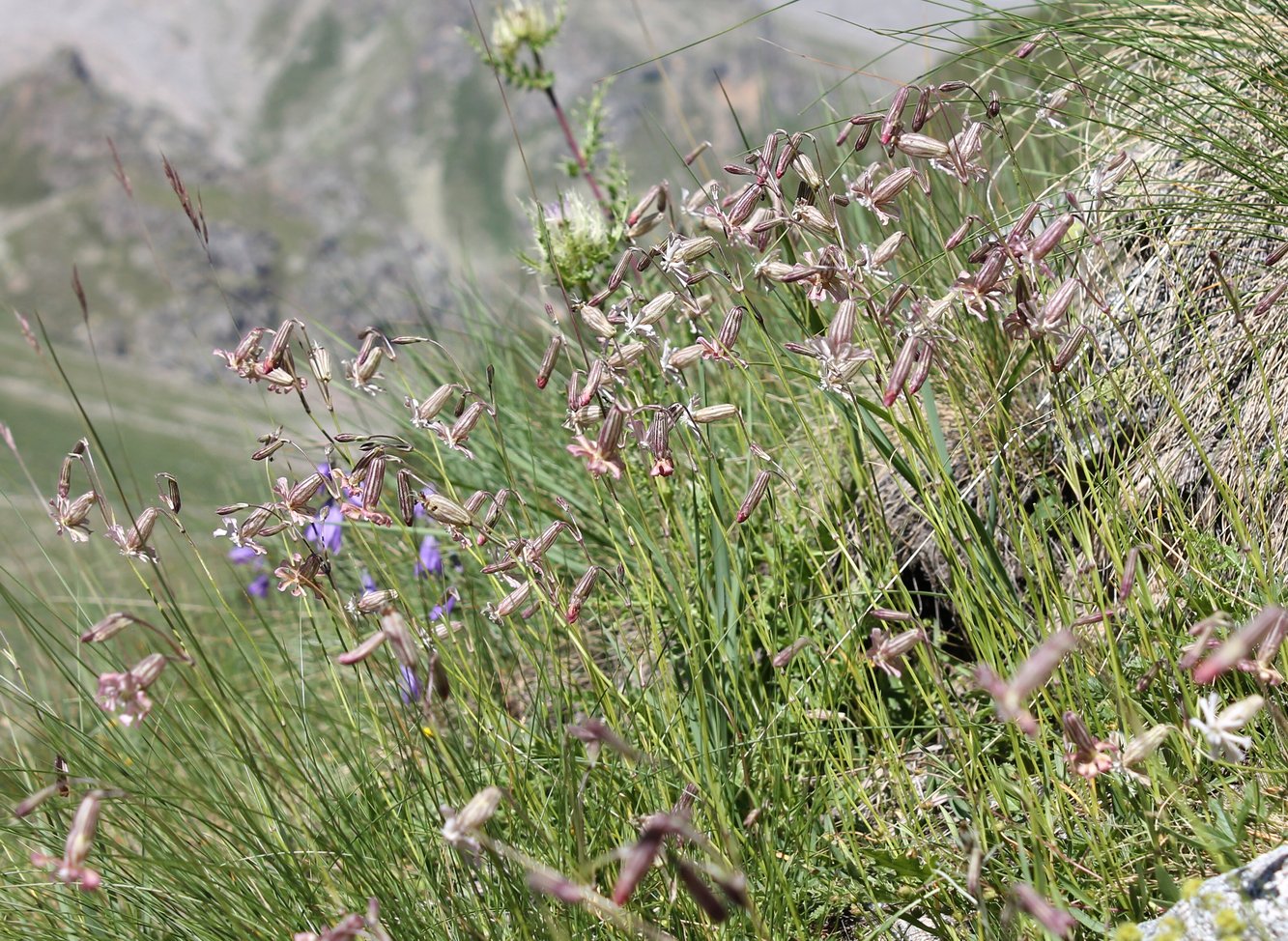 Изображение особи Silene lychnidea.