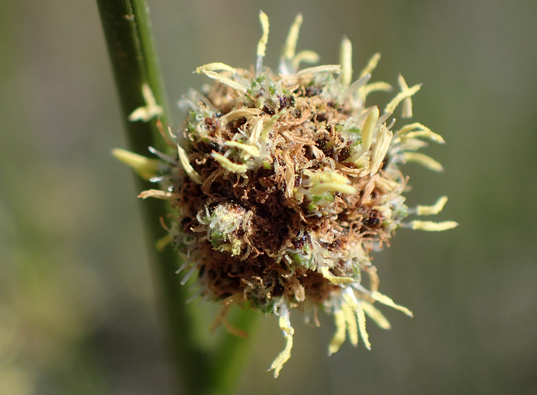 Image of Scirpoides holoschoenus specimen.