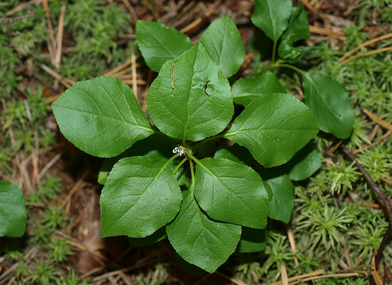 Image of Orthilia secunda specimen.