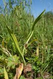 Colchicum autumnale