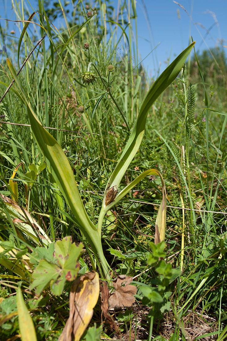 Image of Colchicum autumnale specimen.