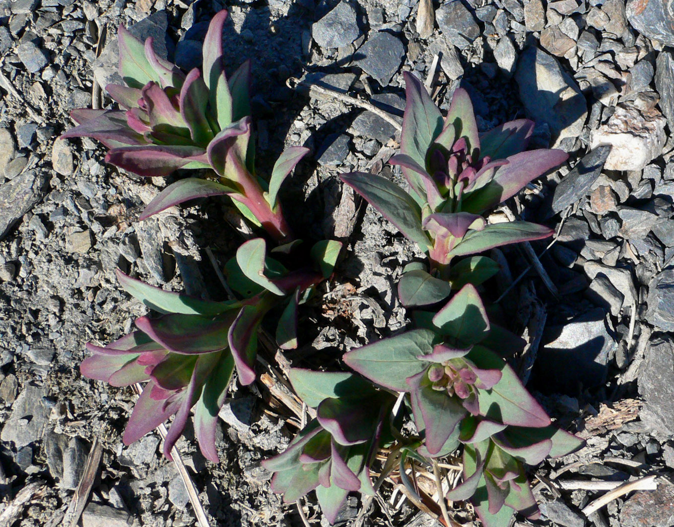Image of Chamaenerion latifolium specimen.