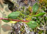 Saxifraga hirculus