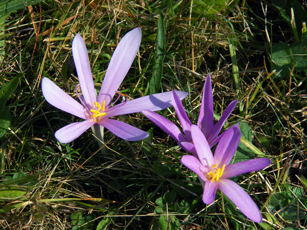 Image of Colchicum autumnale specimen.