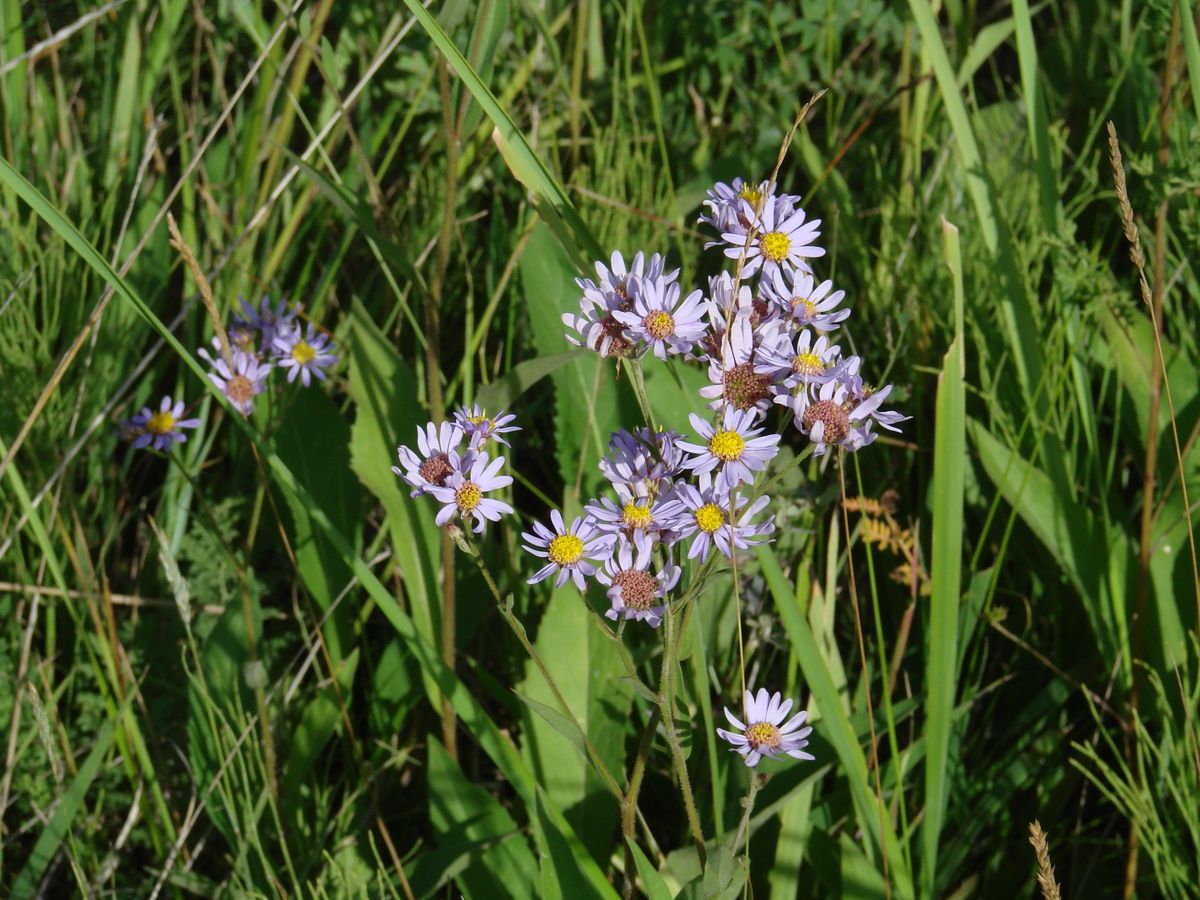 Image of Aster tataricus specimen.