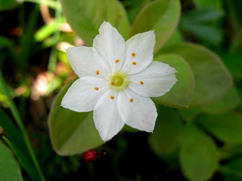 Изображение особи Trientalis arctica.