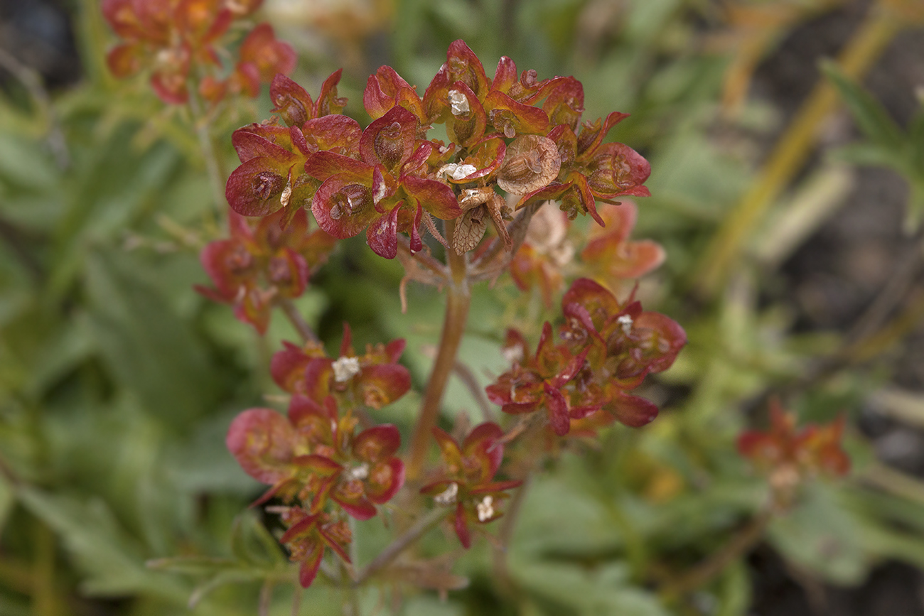 Image of Patrinia sibirica specimen.