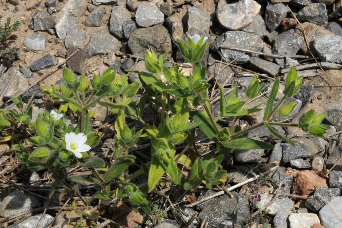 Image of Cerastium inflatum specimen.