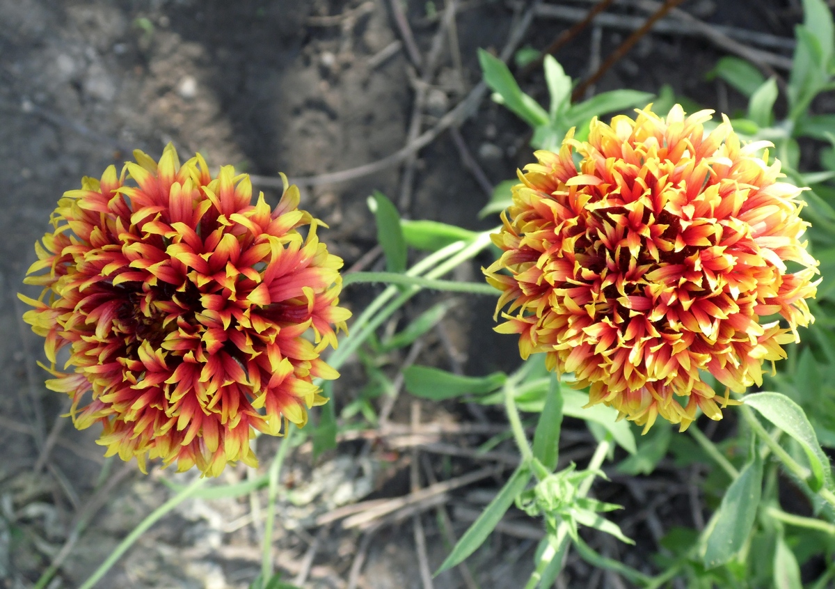 Изображение особи род Gaillardia.