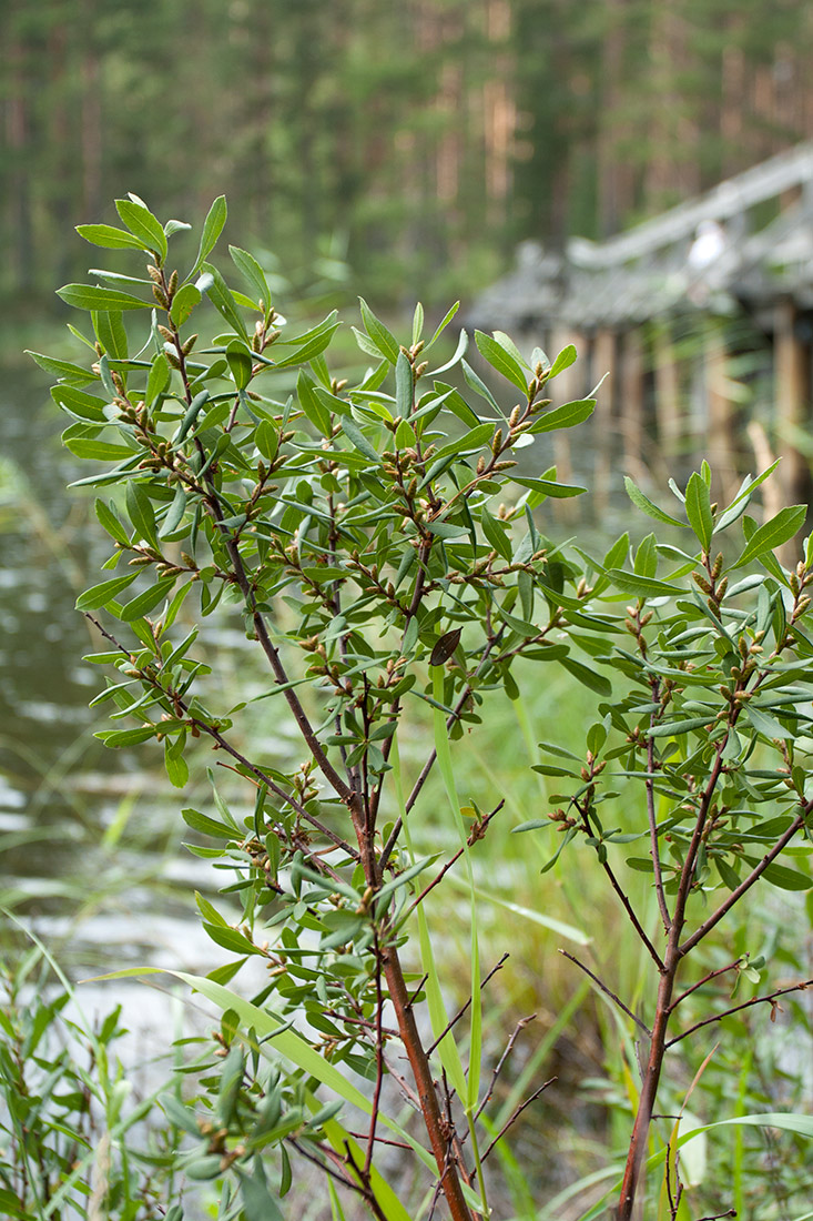 Image of Myrica gale specimen.