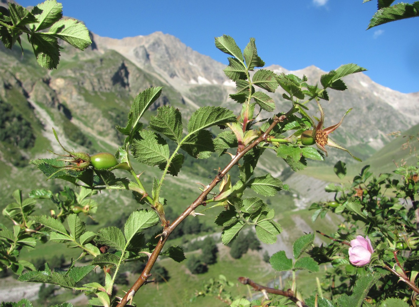 Изображение особи Rosa pulverulenta.