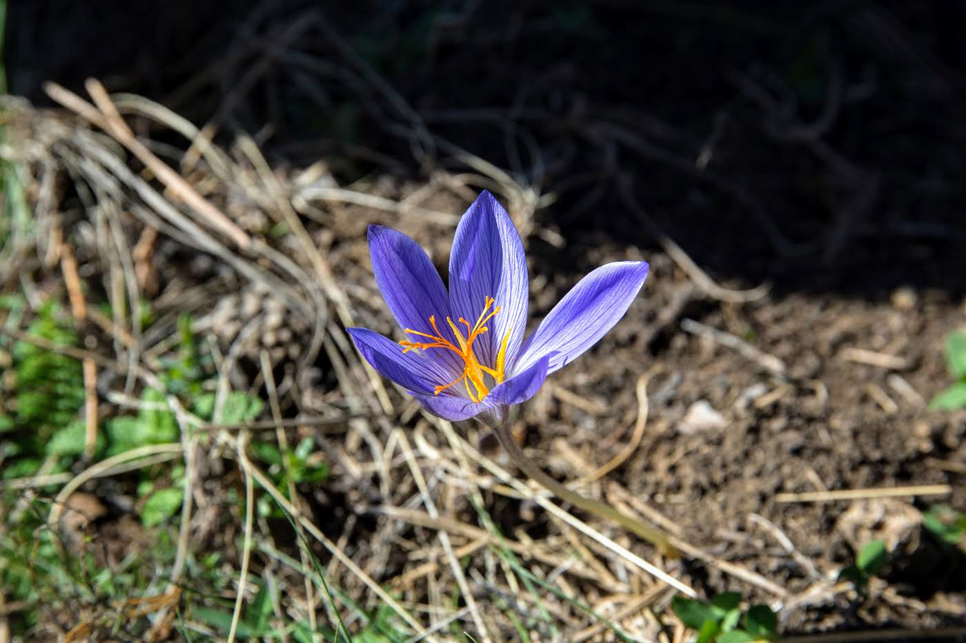 Изображение особи Crocus speciosus.