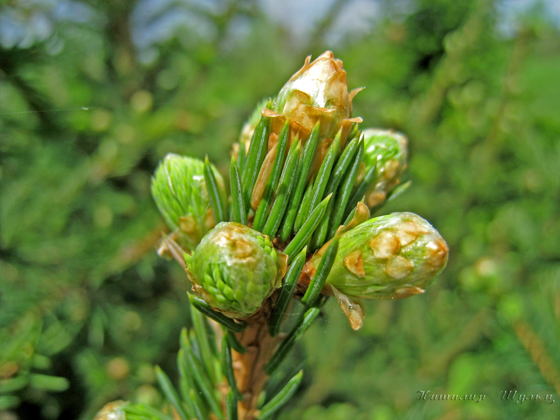 Изображение особи Picea obovata.