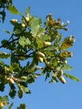 Quercus robur