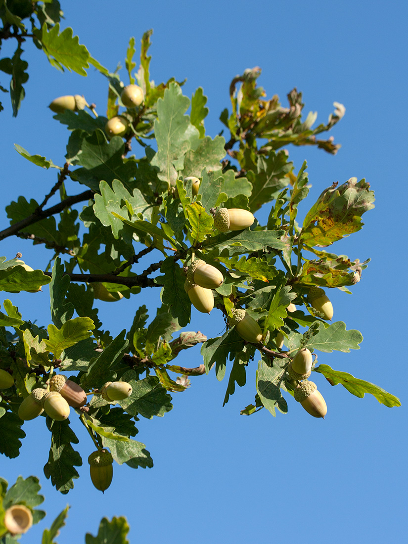 Изображение особи Quercus robur.