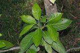 Persea americana