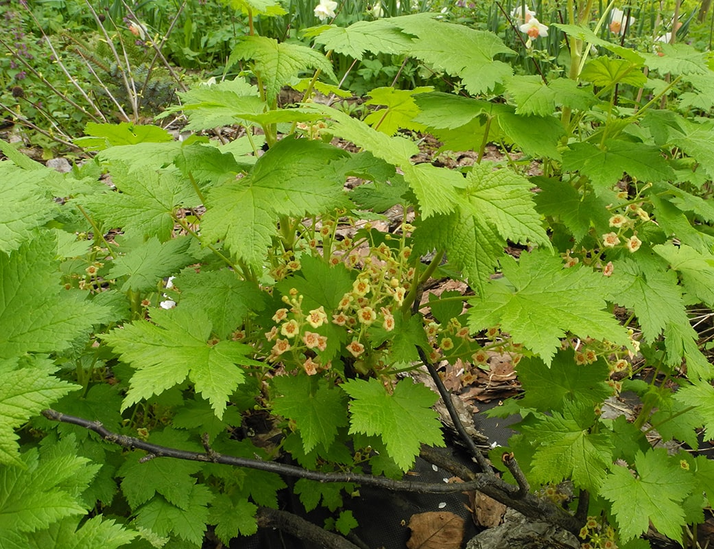 Image of Ribes sachalinense specimen.