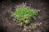 Thymus ovatus. Цветущее растение. Кировская обл., г. Киров, Ботанический сад Вятского государственного университета, в культуре. 07.07.2018.