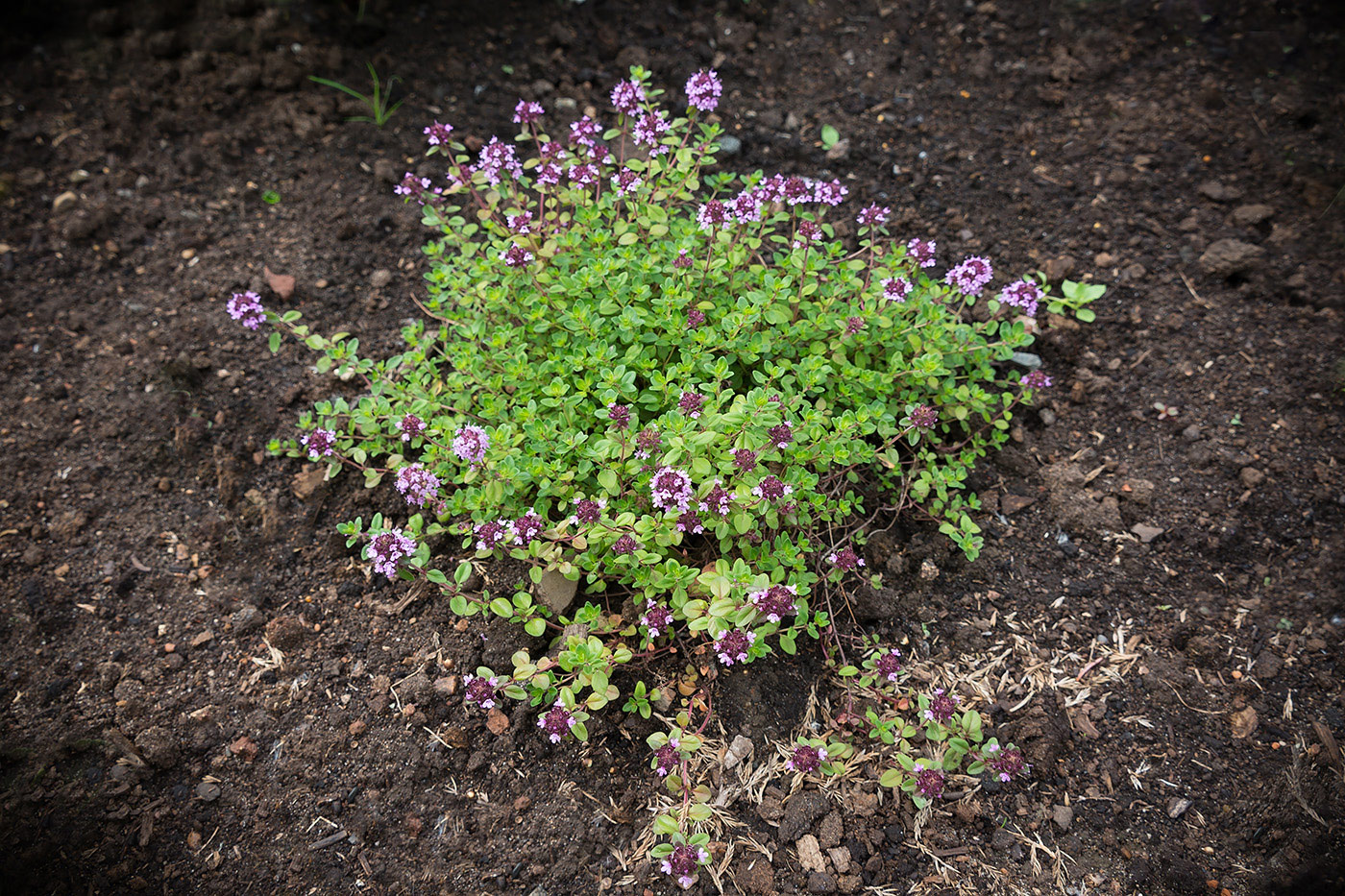 Изображение особи Thymus ovatus.