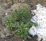 Buxus sempervirens
