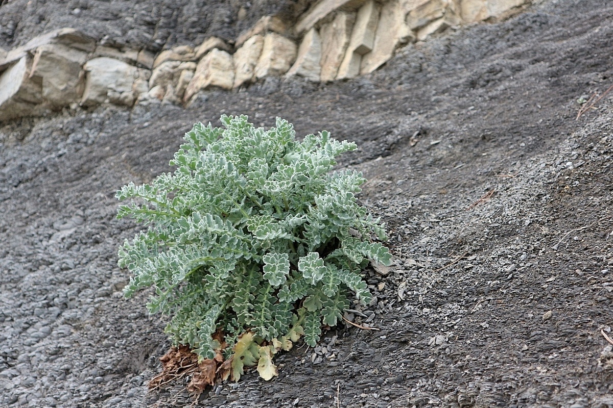 Изображение особи Glaucium flavum.