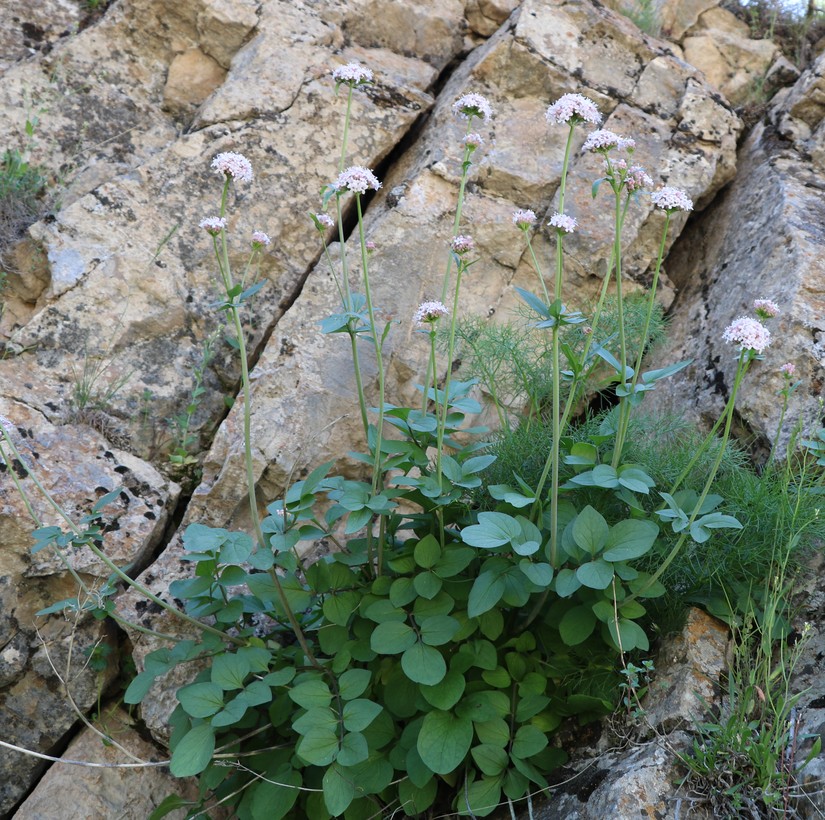 Image of Valeriana sisymbriifolia specimen.