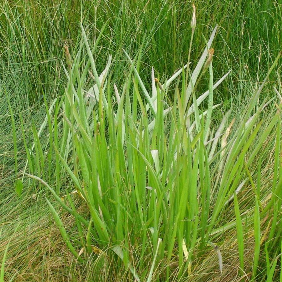 Image of Scorzonera parviflora specimen.