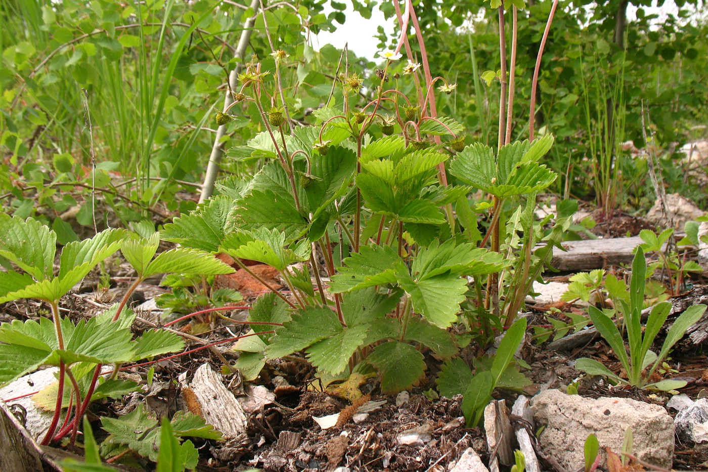 Изображение особи Fragaria vesca.