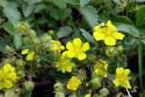 Potentilla fragarioides