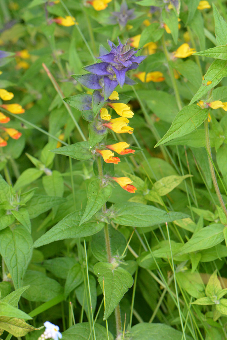 Image of Melampyrum nemorosum specimen.