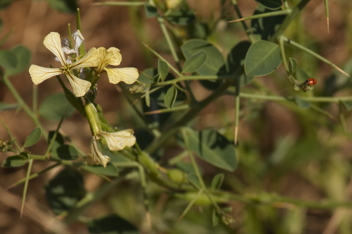 Изображение особи Eruca sativa.