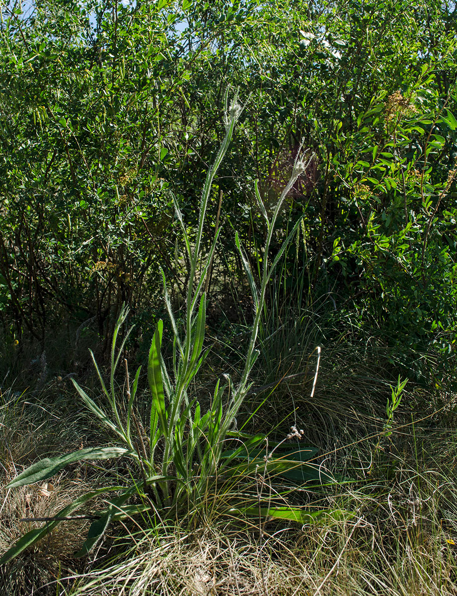 Image of genus Pilosella specimen.