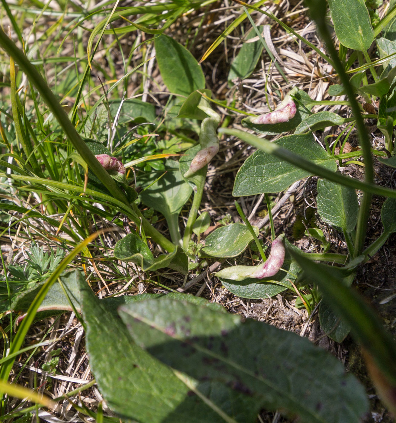 Image of Valeriana saxicola specimen.
