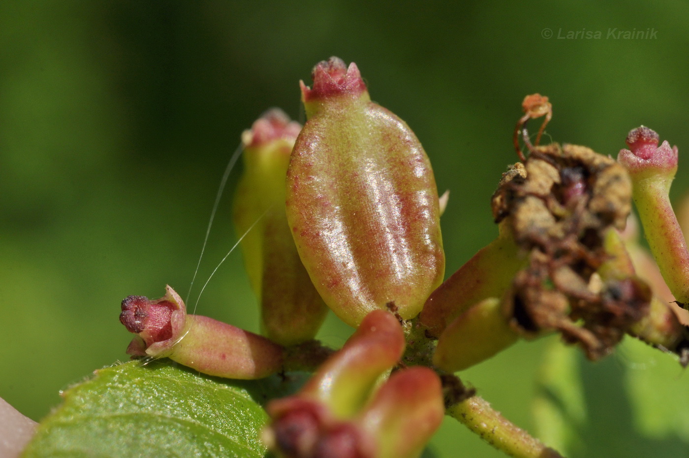 Image of Viburnum burejaeticum specimen.