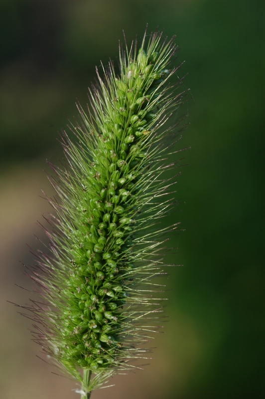 Изображение особи Setaria viridis.