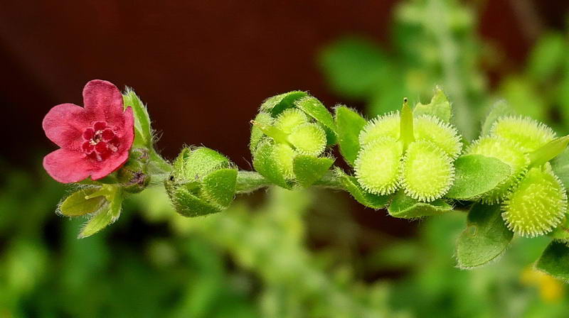 Изображение особи Cynoglossum officinale.