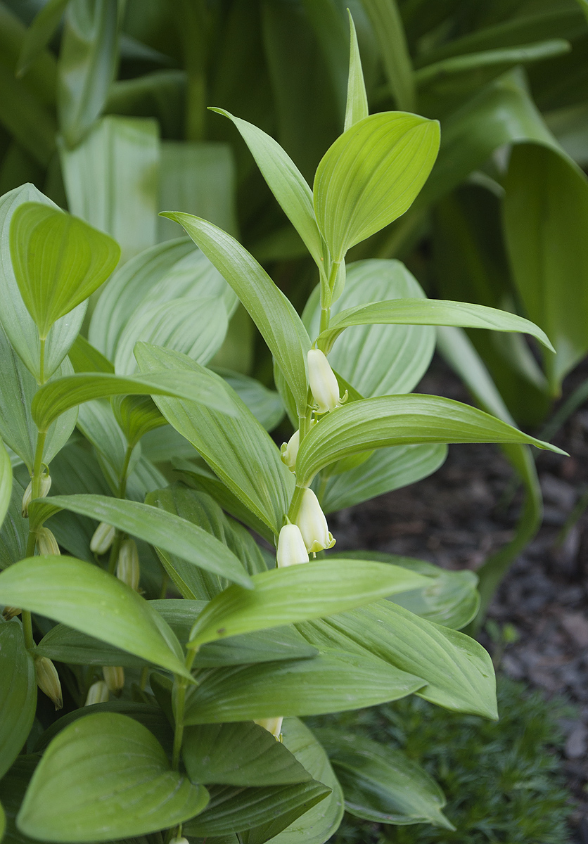 Изображение особи Polygonatum humile.