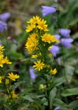 Solidago virgaurea. Верхушка побега с соцветиями. Башкирия, Белорецкий р-н, гора Большой Иремель, ≈ 1200 м н.у.м., склон на краю курумника. 30.07.2019.